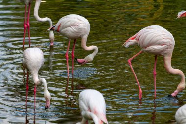 flamingo ailesinin pembe flamingo roseus