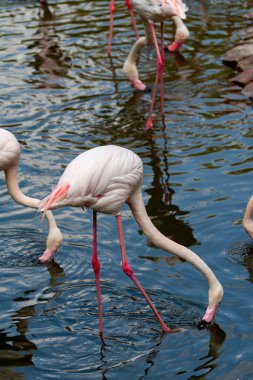 flamingo ailesinin pembe flamingo roseus
