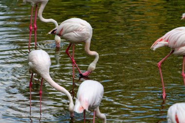 flamingo ailesinin pembe flamingo roseus