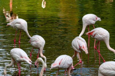 flamingo ailesinin pembe flamingo roseus