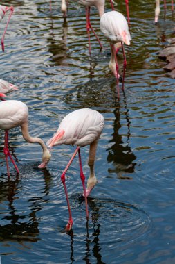 flamingo ailesinin pembe flamingo roseus