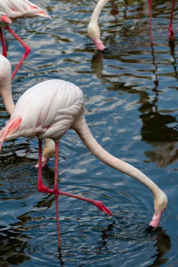 flamingo ailesinin pembe flamingo roseus