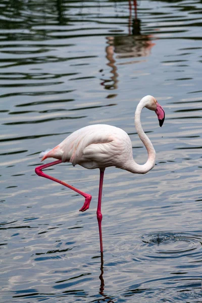 flamingo ailesinin pembe flamingo roseus