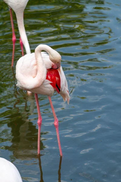 the pink flamingo roseus of the flamingo family