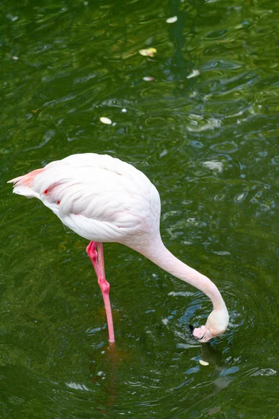 flamingo ailesinin pembe flamingo roseus