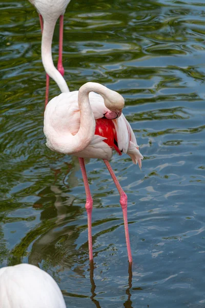 the pink flamingo roseus of the flamingo family