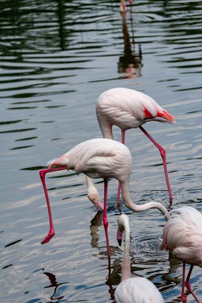flamingo ailesinin pembe flamingo roseus