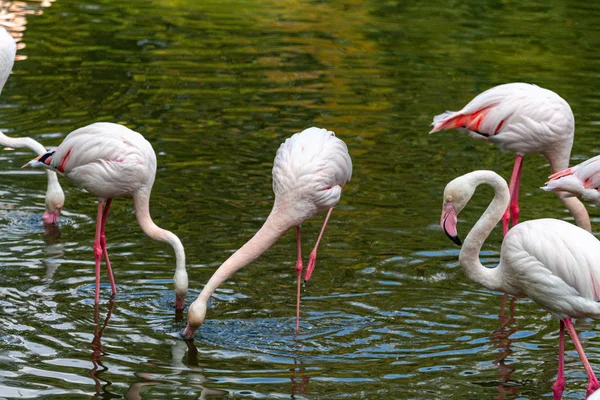 flamingo ailesinin pembe flamingo roseus