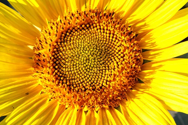 Primer plano de un hermoso girasol en un campo — Foto de Stock