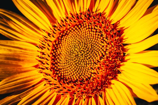 Primer plano de un hermoso girasol en un campo —  Fotos de Stock