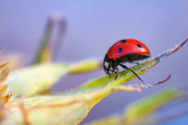 Marienkäfer auf Sonnenblume — Stockfoto