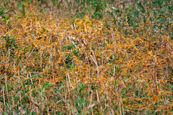 Dodder Genus Cuscuta is The parasite wraps — Stock Photo, Image