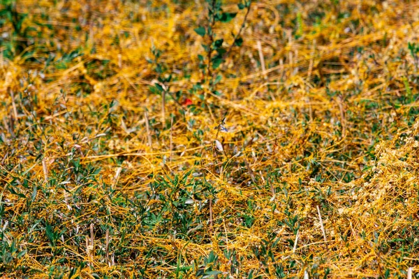 Dodder Genus Cuscuta is The parpette wrappes — стоковое фото