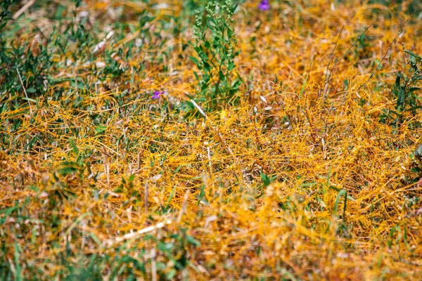 Dodder Genus Cuscuta is The parasite wraps — Stock Photo, Image