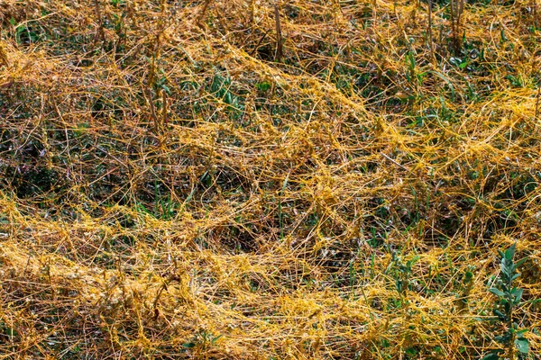 Dodder Genere Cuscuta è il parassita avvolge — Foto Stock