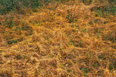 Dodder Cins Cuscuta parazit sarar olduğunu