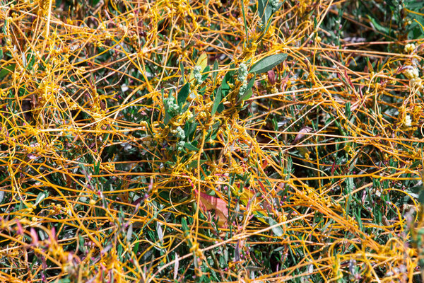 Dodder Genus Cuscuta is The parasite wraps the stems of plant cultures with yellow threads and sucks out the vital juice and nutrients