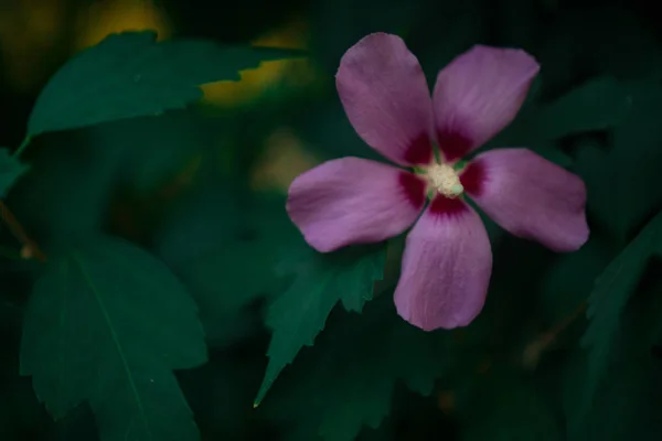 Natural Hibiscus Frangipani Flowers Exotic Tropical Leaves Green Bokeh Background — Stock Photo, Image