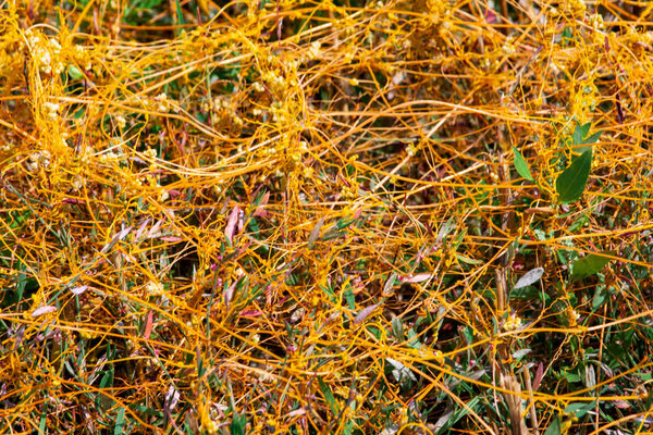 Dodder Genus Cuscuta is The parasite wraps the stems of plant cultures with yellow threads and sucks out the vital juice and nutrients