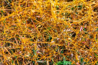 Dodder Cuscuta cinsi, bitki kültürünün saplarını sarı ipliklerle sarar ve hayati sıvıyı ve besinleri emer.