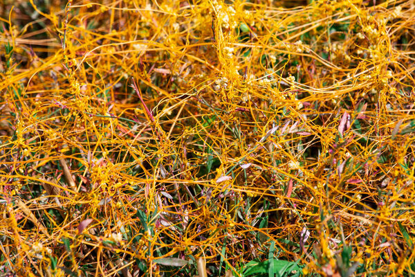 Dodder Genus Cuscuta is The parasite wraps the stems of plant cultures with yellow threads and sucks out the vital juice and nutrients