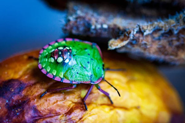 Nezara Viridula Green Beetle Pest Gardens Spoiling Leaves Fruits Fruits — стоковое фото