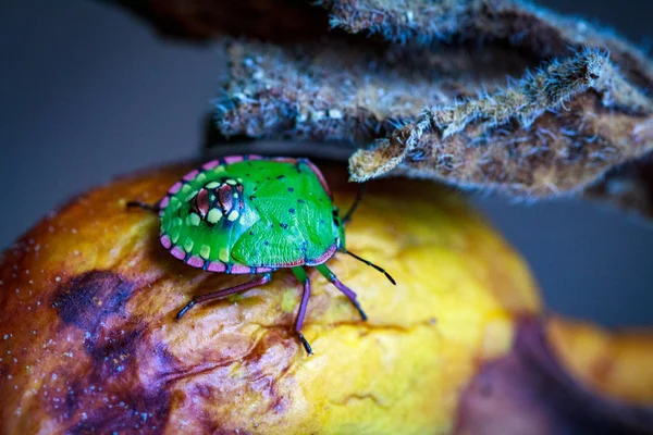 Nezara viridula Green beetle pest of gardens spoiling leaves and fruits of fruits vegetables tomato pepper. Polyphage. The bug reduces productivity, delays the development of plants.