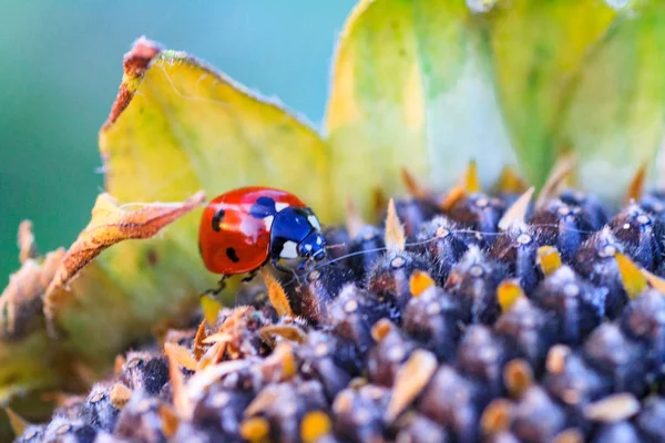 Leuchtend Rot Gepunktete Marienkäfer Auf Reifen Schwarzen Sonnenblumenkernen Auf Einem — Stockfoto