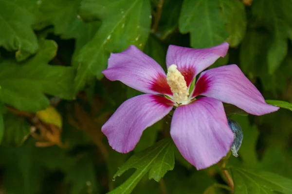 Naturalne Hibiskus Kwiaty Frangipani Egzotyczne Tropikalne Liście Zielonym Tle Bokeh — Zdjęcie stockowe