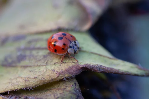 Leuchtend Rot Gepunktete Marienkäfer Auf Reifen Schwarzen Sonnenblumenkernen Auf Einem — Stockfoto