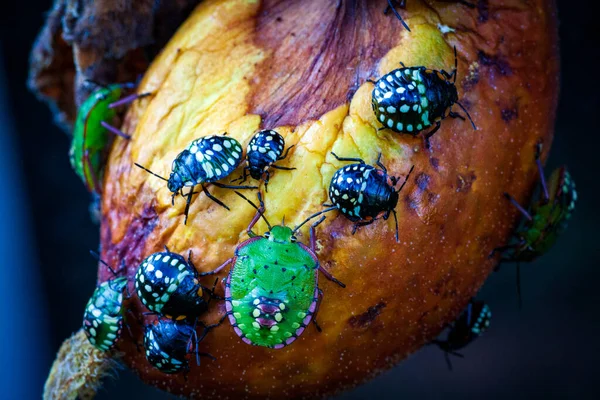 Nezara viridula bug escudo verde do sul fedor — Fotografia de Stock