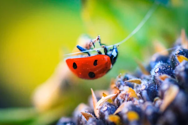 O girassol com sementes pretas e joaninha — Fotografia de Stock