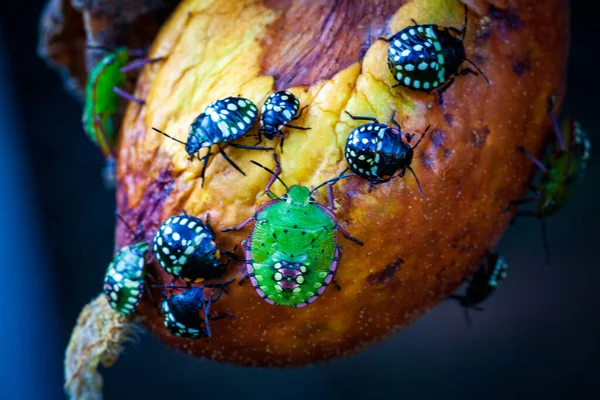 Nezara viridula green shield bug southern stink — Stock Photo, Image