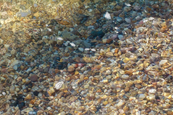 Sea Pebbles Colored Granite Beach Background Stones Shore Beach Sand — Stock Photo, Image