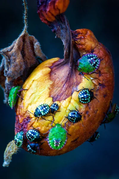 Nezara Viridula Green Beetle Pest Gardens Spoiling Leaves Fruits Fruits — Stock Photo, Image