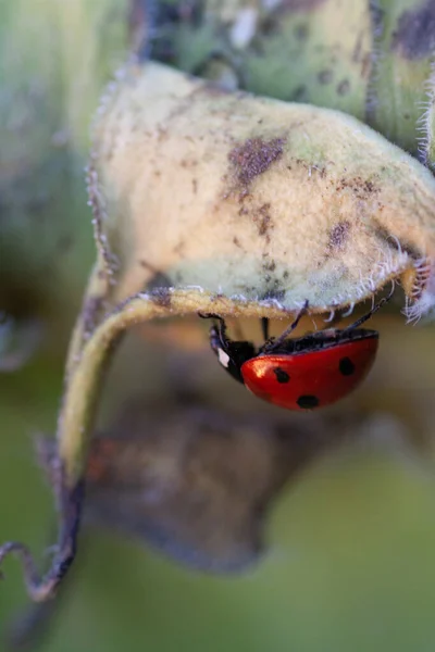 Macro Ladybug Blade Grass Morning Sun Ladybug Bug Natural Insecticide — Stock Photo, Image