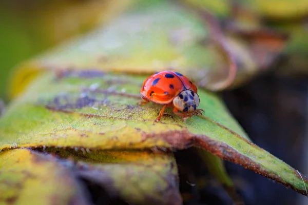 Makro Von Marienkäfer Auf Einem Grashalm Der Morgensonne Marienkäfer Käfer — Stockfoto