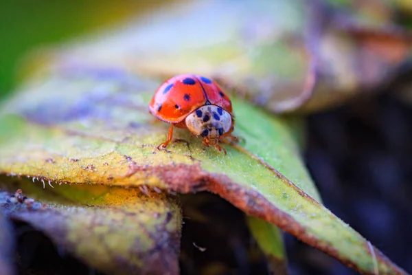 Makro Von Marienkäfer Auf Einem Grashalm Der Morgensonne Marienkäfer Käfer — Stockfoto