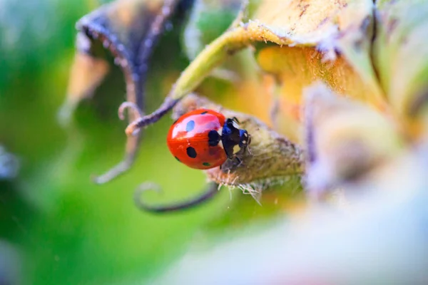 朝の太陽Ladybugの草の刃のてんとう虫のマクロ 作物の害虫を破壊する天然殺虫剤 テントウムシのクローズアップ — ストック写真