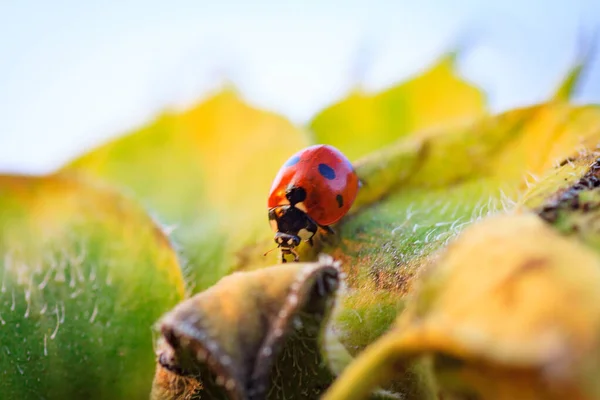 Macro Katicabogár Egy Fűszálon Reggeli Napon — Stock Fotó