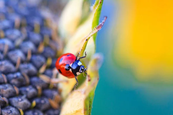 Macro Coccinelle Sur Brin Herbe Dans Soleil Matin Coccinelle Bug — Photo