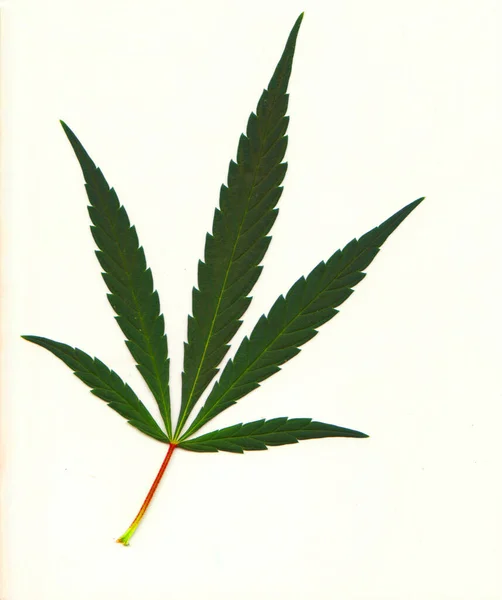 Listy Lékařské Marihuany Bílém Pozadí Pro Léčbu Spasticity Roztroušené Sklerózy — Stock fotografie