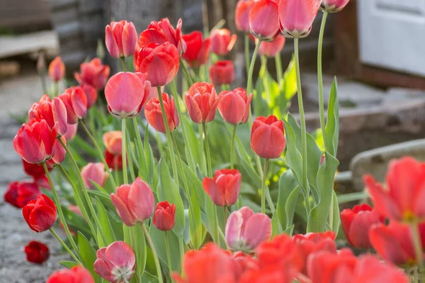 Group of colorful tulip. colorful background — Stock Photo, Image