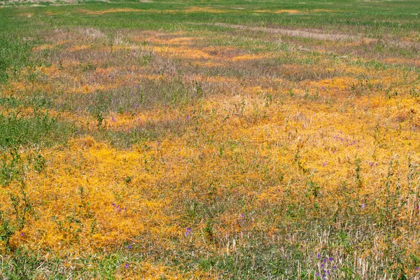 Dodder Genus Cuscuta is The parpette wrappes — стоковое фото