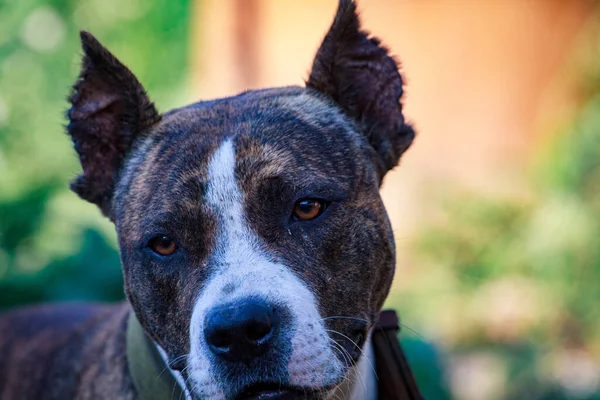 Maul schwarzer Hunde in Großaufnahme — Stockfoto