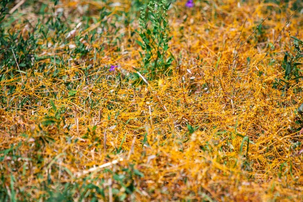 Dodder Genus Cuscuta Паразит Завернутый Желтыми Нитями Стебли Культур Растений — стоковое фото