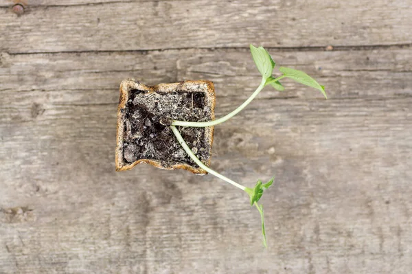 Bahçıvan Toprağa Salatalık Tohumları Ekti Saksıda Yetişen Küçük Salatalık Bitkileri — Stok fotoğraf