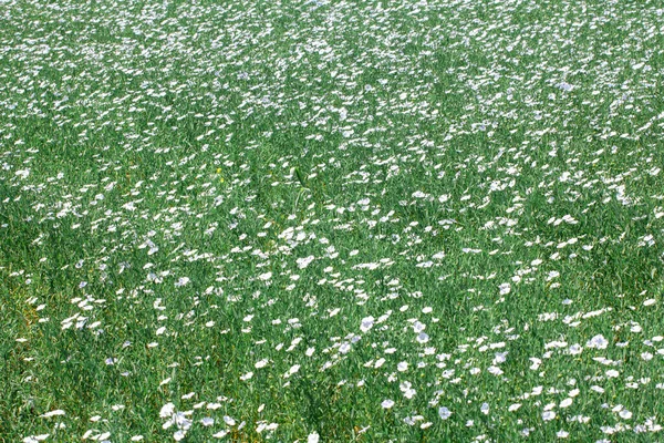 Blooming Huge Field Blue Flax Flowers Green Background Stems Leaves — Stock Photo, Image