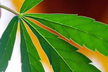 . Kenevir ve marihuana yeşil kenevir yaprağının tematik fotoğrafları. arkaplan resmi. Açık yeşil marihuana yaprakları, belirgin bir desen ve doku ile yakın plan..