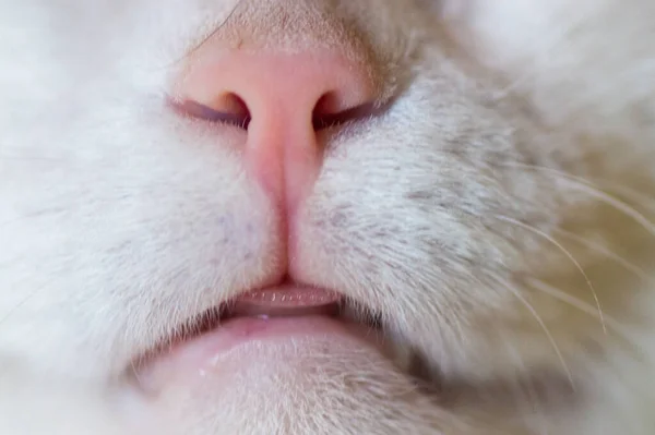 Nos Usta Białego Dorosłego Kota — Zdjęcie stockowe